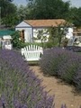 Valley View Lavender Farm image 4