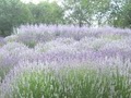 Valley View Lavender Farm image 1