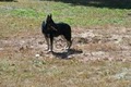 Vonwitte German Shepherds image 6