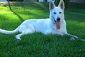 Vonwitte German Shepherds image 8