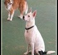 Wag Time Doggie Daycare image 2