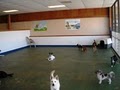 Wag Time Doggie Daycare image 4