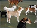 Wag Time Doggie Daycare image 1