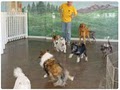 Wine Country Pet Resort - Dog Day Care Center, Luxury Dog Boarding - Best Price image 4