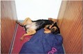 a puppy dreams pet hotel image 2