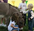 A Traveling Petting Zoo and Pony Ride Party by Sleepy Hollow Farm image 7