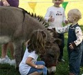 A Traveling Petting Zoo and Pony Ride Party by Sleepy Hollow Farm image 7
