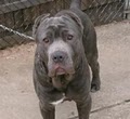 Acropolis Cane Corso Mastiffs image 2