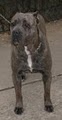 Acropolis Cane Corso Mastiffs image 3
