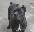 Acropolis Cane Corso Mastiffs logo