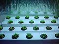Atlantis Hydroponics image 3