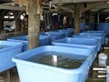 Auburn University Shellfish Laboratory image 5