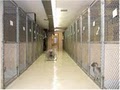 Big Times Kennel image 2