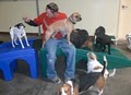 Camp Bow Wow Las Vegas image 3