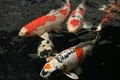 Champion Koi image 2
