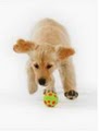 Choices Pet Sitters image 8