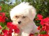 Clearbrook Havanese image 2