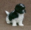 Clearbrook Havanese image 3