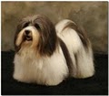 Clearbrook Havanese image 4