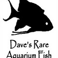 Dave's Rare Aquarium Fish image 3