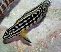 Dave's Rare Aquarium Fish image 4