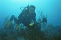 Divers Incorporated -  Scuba and Snorkeling image 1