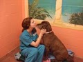 Dogwood Veterinary Hospital & Pet Resort image 4
