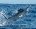 Dos Amigos Fishing Charters - Clear Water, Deep Sea,  Off Shore, Sport Fishing image 7