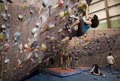 Earth Treks Climbing Centers image 9