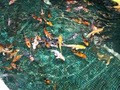 For the Joy of Koi image 1