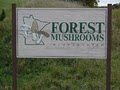 Forest Mushrooms Inc image 1