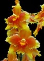 Golden Gate Orchids logo