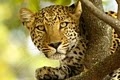 Guided Safaris Inc. image 1