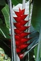 Hawaii Tropical Botanical Garden image 3