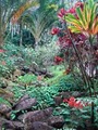 Hawaii Tropical Botanical Garden image 4