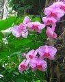 Hawaii Tropical Botanical Garden image 9