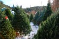 J P Total Christmas Tree Lot image 2