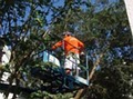 Kelly Outdoor Tree Care and Landscaping image 4