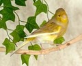 Melody Makers' Canaries image 2