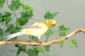 Melody Makers' Canaries image 3