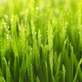 O'Sow Green Full Service Lawncare image 4