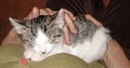 Pet Therapy with Reiki and Cranio-Sacral Therapy image 1