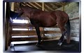 Petika's Horse & Pet Boarding image 7