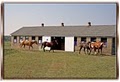 Petika's Horse & Pet Boarding image 1