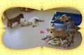 Pooches' Playtime image 6