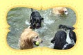 Pooches' Playtime image 1