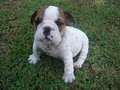 Puppy, Puppies, Bulldog for Sale in New Jersey image 2