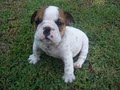 Puppy, Puppies, Bulldog for Sale in New Jersey image 2
