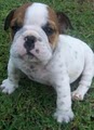 Puppy, Puppies, Bulldog for Sale in New Jersey image 3