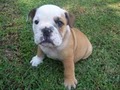 Puppy, Puppies, Bulldog for Sale in New Jersey image 4